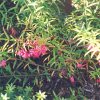 Euonymus Burning Bush #6 - Image 3